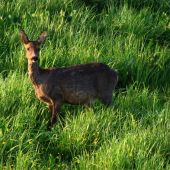 Plná srna z posedu focená