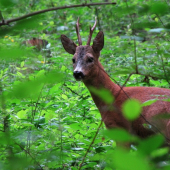 Srnec v tmavém lese