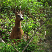 Pískal jsem na srnu a přišel srnec