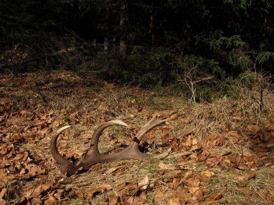 A tady jsem si ho vyfotil pěkně na sluníčku