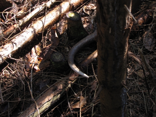 Utrápený první pohled