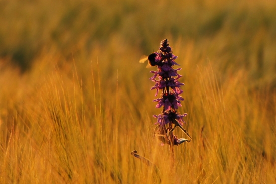 Polní kvítek a hmyzák na něm