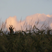 Srnec s hlavou v oblacích
