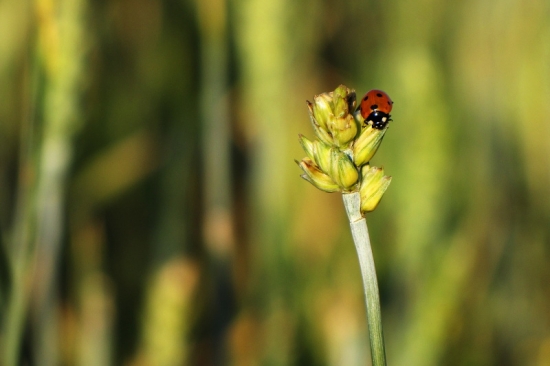 Slunéčko sedmitečné (beruška)
