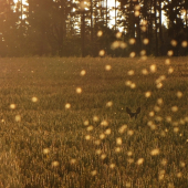 Západ slunce u jednoho pole s jednou srnou a spoustou zlatých mušek