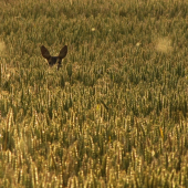 Srnčí kus v protisvětle