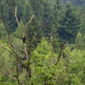 Dva  d a t l o v é a strnad