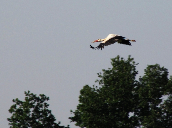 Čáp bílý (Ciconia ciconia)