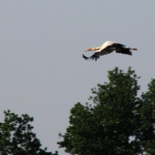 Čáp bílý (Ciconia ciconia)
