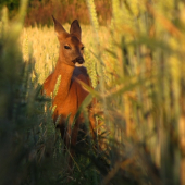 Srna v obilí  (ta z videa)