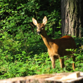 Zvědavá srnčí kráska