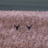 Odložená srnčátka v poli