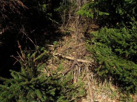 Paroh -první pohled