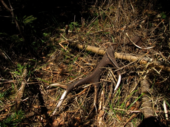 Takový lesní parohový detail