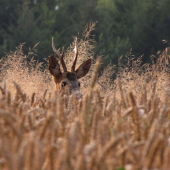 Srnec v obilí