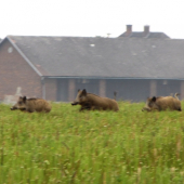 Lončáci na řepkovém strništi - při žních