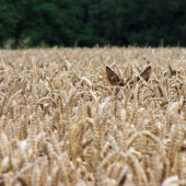 Špičák je  lepší než knofl