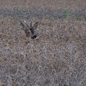 Brzy ráno, když ještě nesvítí slunce, uviděl jsem v obilí hlavu srnce