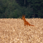 I takhle se dá vymlátit obilí