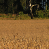 Srna od křivé břízy (dobře maskována)