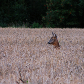 Všimněte si té krátké hlavy - knofl