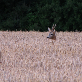 Nepravidelný šesterák