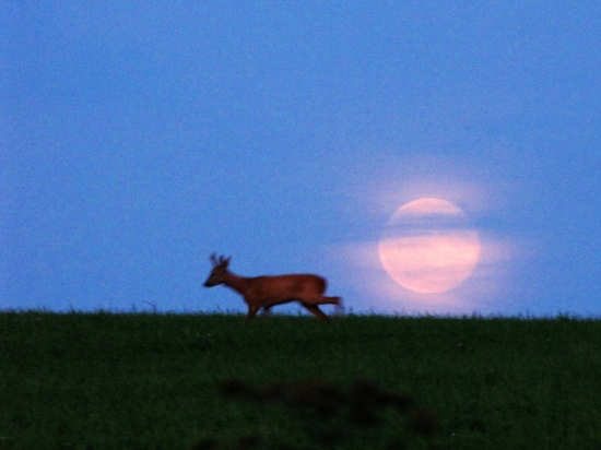 Jedna taková náladovka