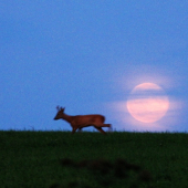Jedna taková náladovka