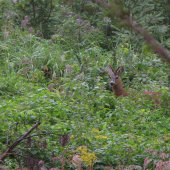 Srnec v porostu lesních bylin