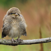 Ťuhýk obecný (Lanius collurio)