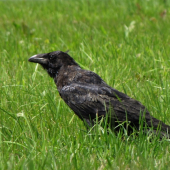 Krkavec velký (Corvus corax)