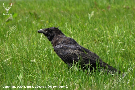 Krkavec velký (Corvus corax)