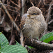 Ptačí mládě na smrkové kládě
