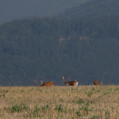 Takto jsem obeznal daňky