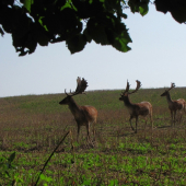 Proč staří daňci vytloukají později než mladoši?