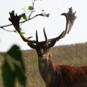 Kapitální daněk v lýčí