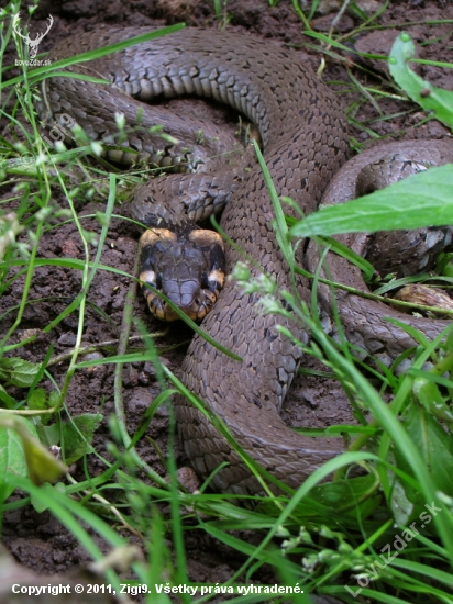 Užovka obojková (Natrix natrix)