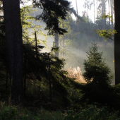 Dnešní ráno v lese