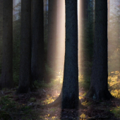 Osvícený smrk, možná je pod ním poklad :-)