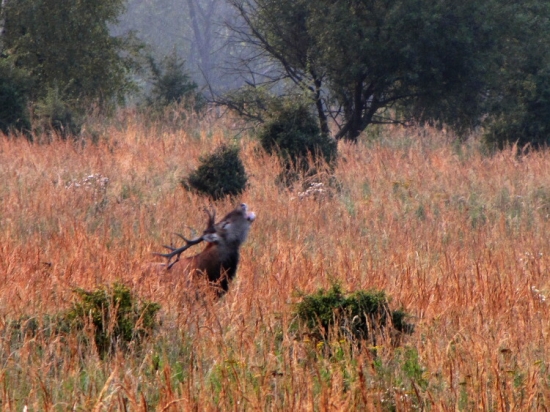 Letošní první jelen, který mi zatroubil