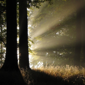 Ráno je v lese nejlépe