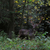 Daněk s vypíchnutým světlem