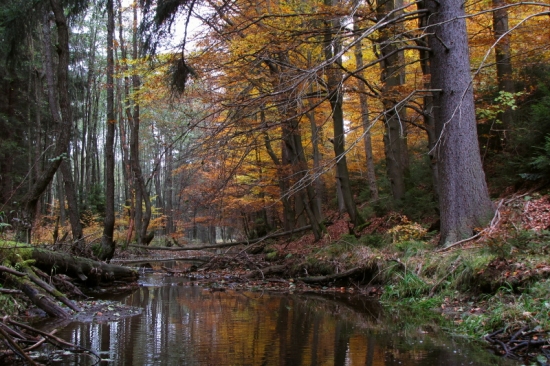 Podzim u evropského veletoku