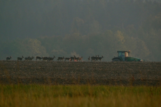 Vodící jelen zvaný Johny