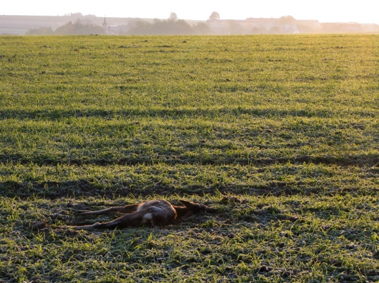 Slabé srnče uhynulo