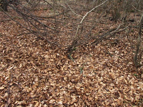 První pohled na starý paroh