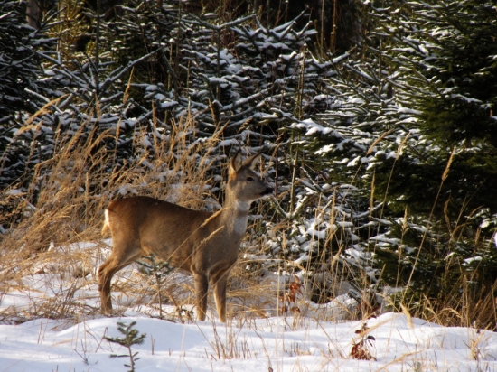 Zima a srnčí zvěř