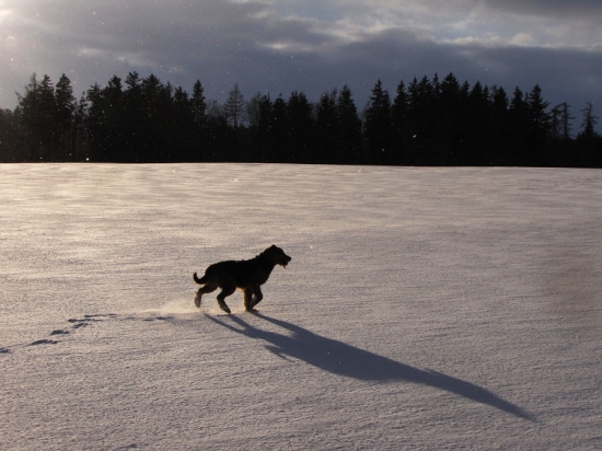 Pes na sněhu