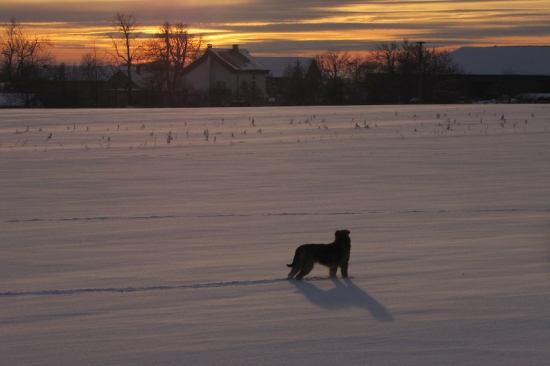 Cestou domů jsme hledali zajíce běláka