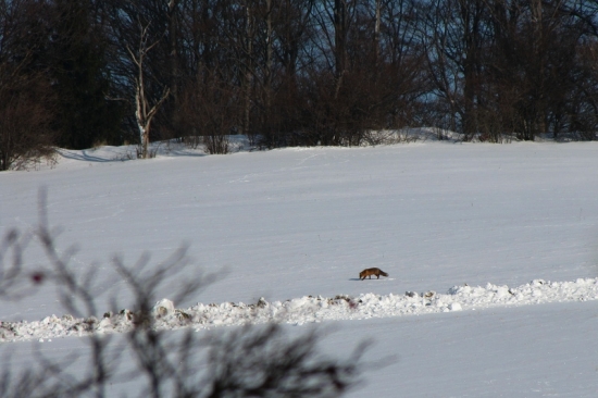 Lištička na procházce